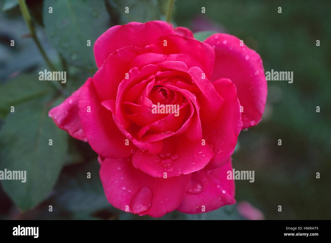 Maria rosa Banque de photographies et d’images à haute résolution - Alamy