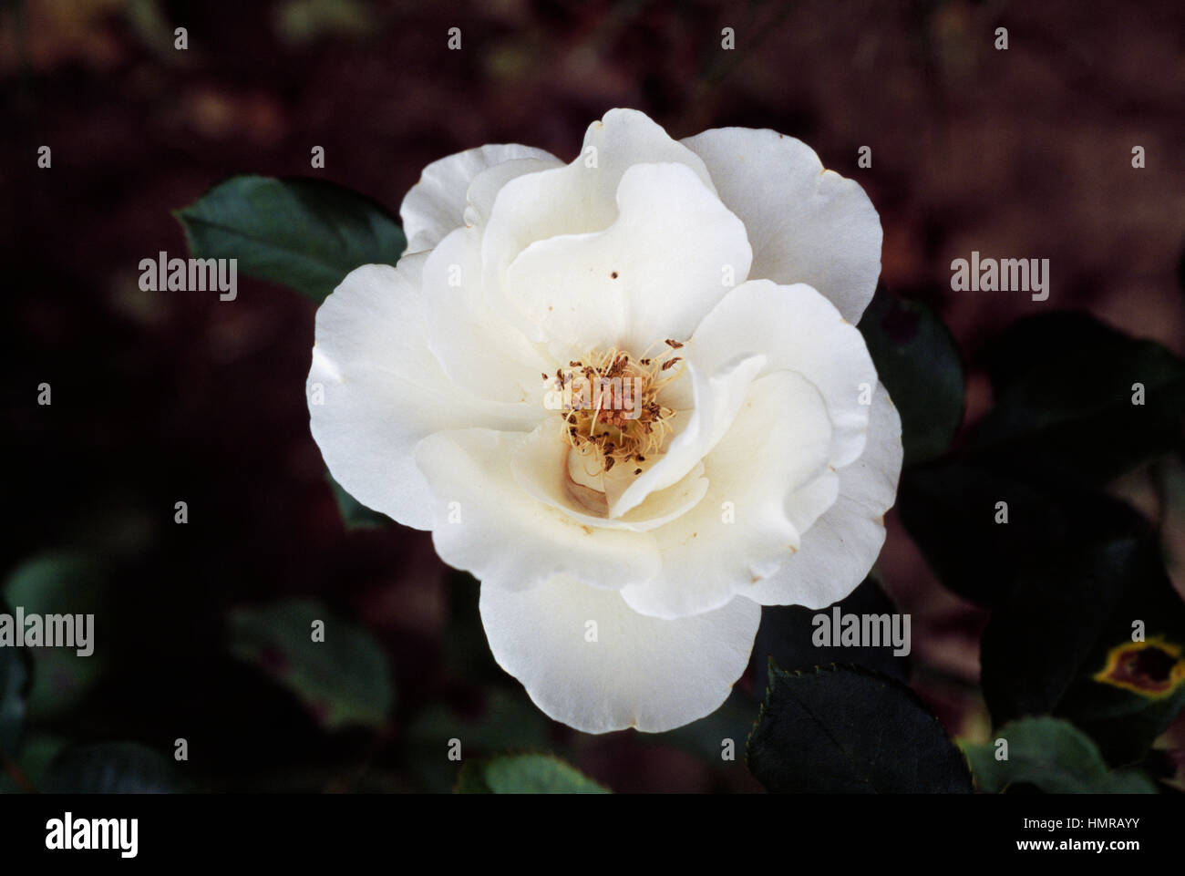 Rose (Rosa) de première classe, Rosaceae. Banque D'Images