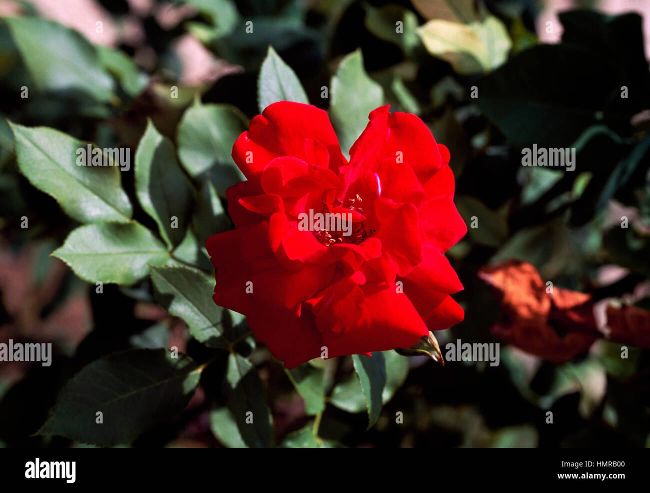 Rose (Rosa Florence Mary Morse NSI), Rosaceae. Banque D'Images