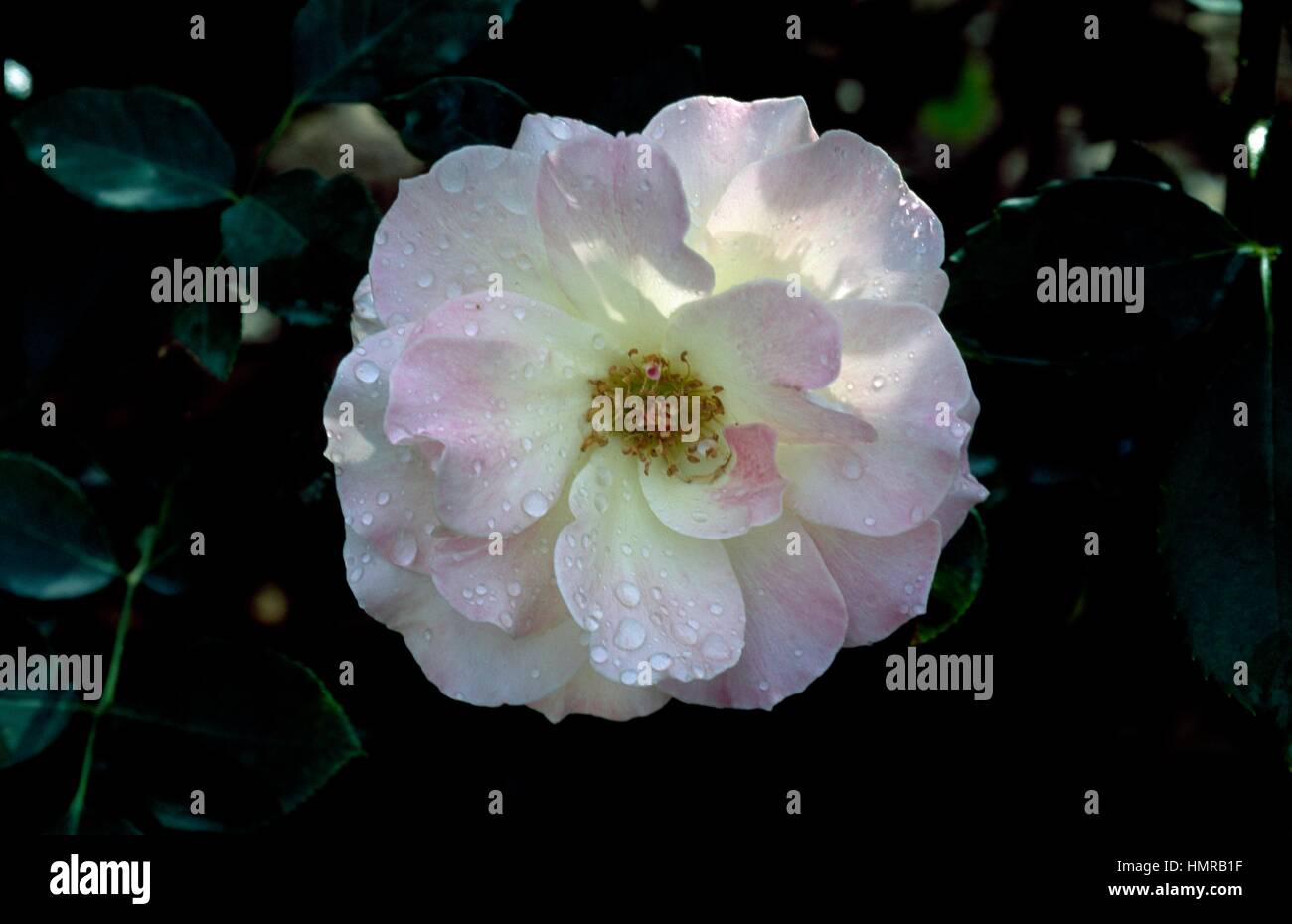 Rose (Rosa Charles Aznavour), Rosaceae. Banque D'Images