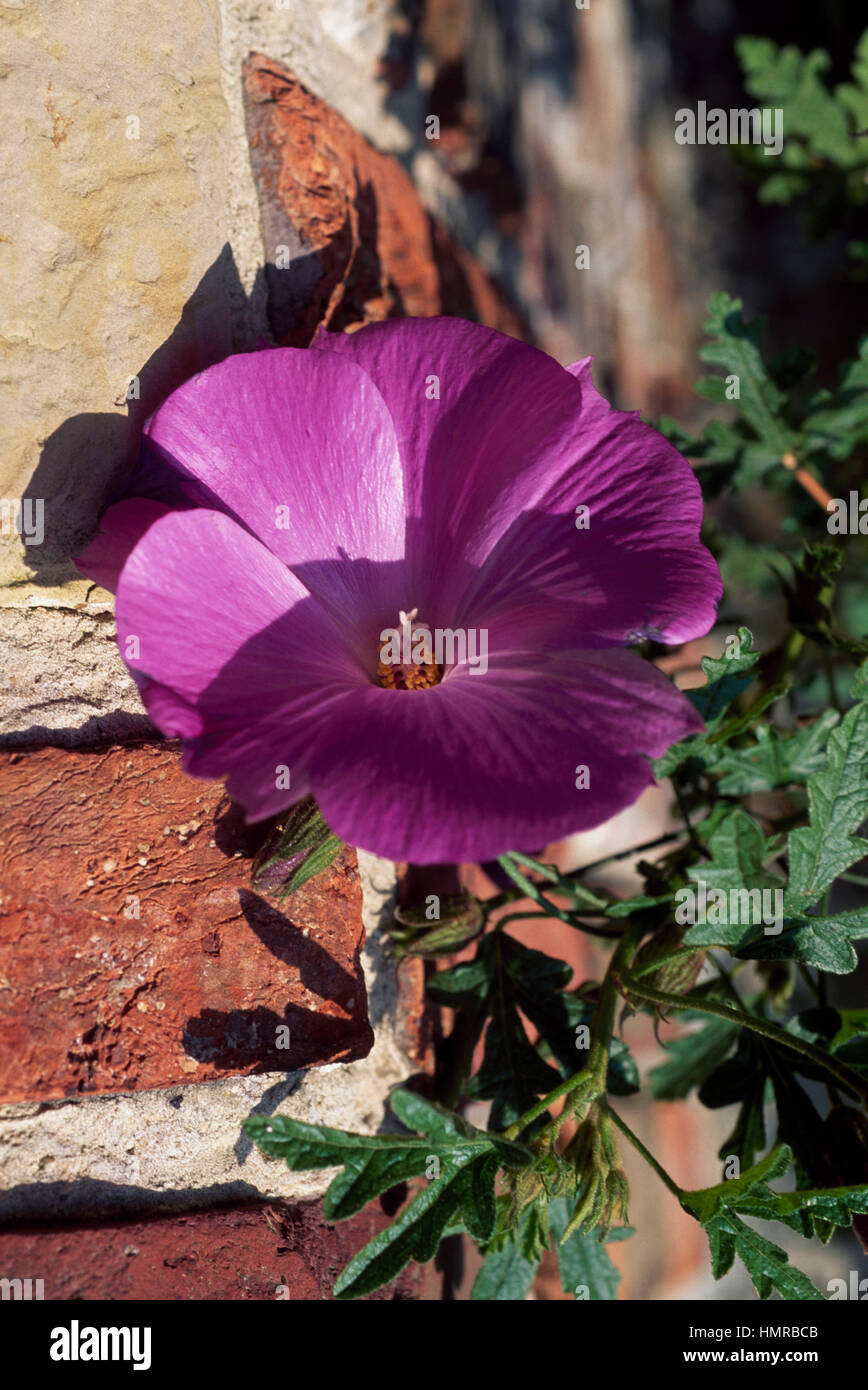 Alyogyne huegelii lilas (Hibiscus), Malvaceae. Banque D'Images