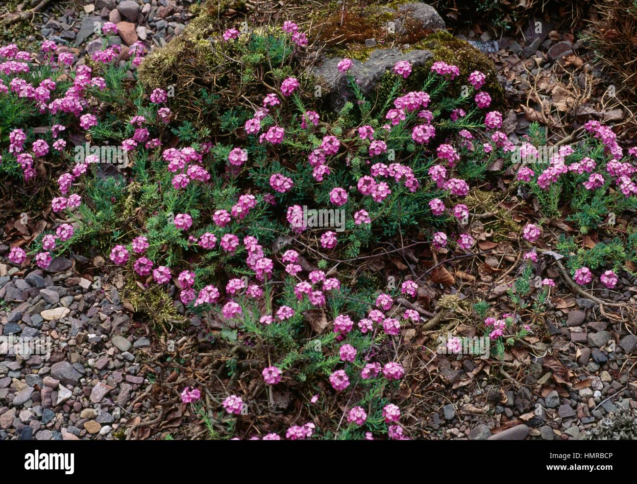 Aethionema armenum Mavis Holmes en fleur, Brassicaceae. Banque D'Images