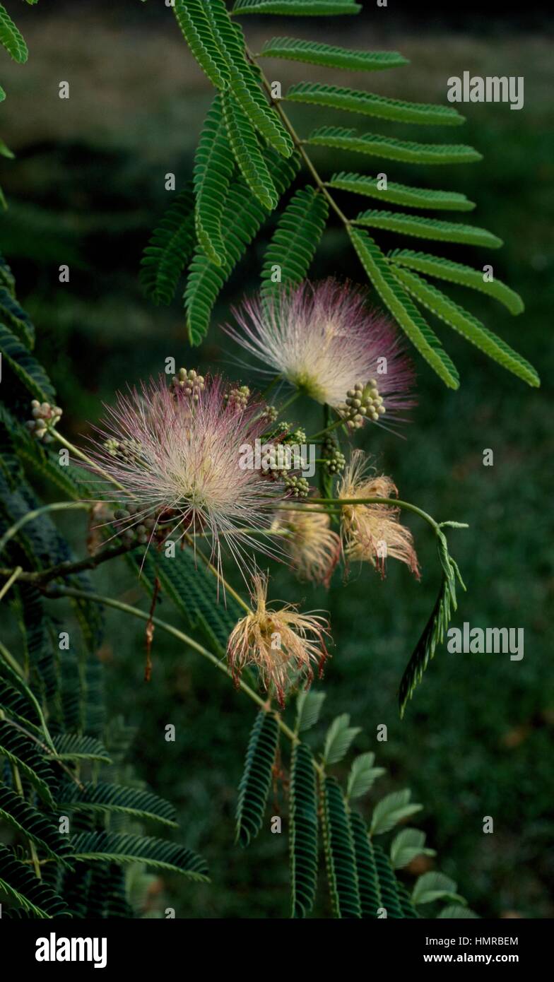 Arbre à soie perse fleurs (Albizia julibrissin), Fabaceae-Lehuminosae-Mimosoideae. Banque D'Images