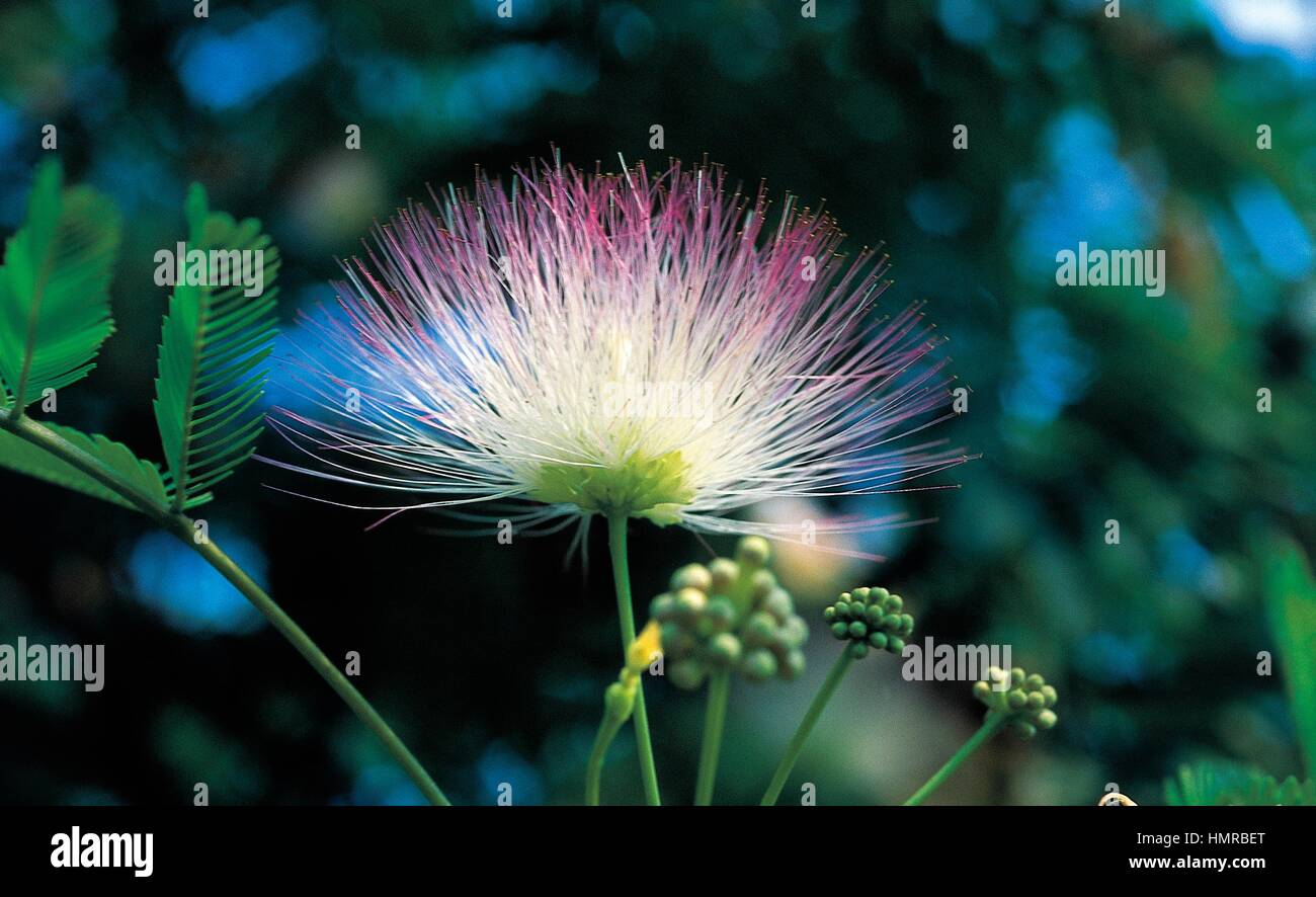 Arbre à Soie Persans Ou Rose Fleur Siris Albizia