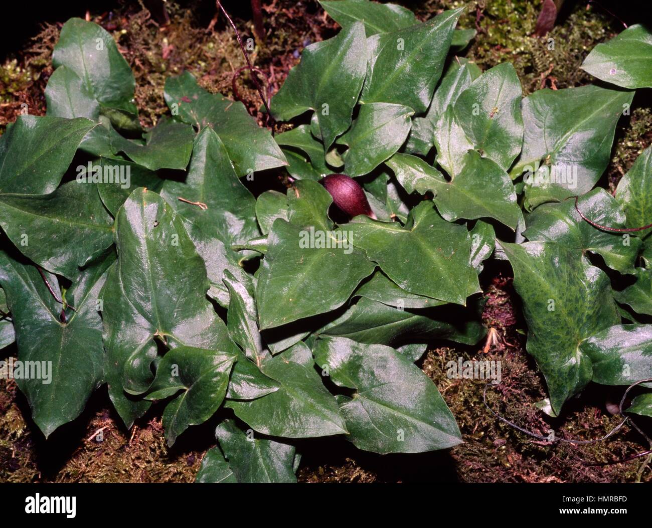 La queue de la souris (Asarum proboscideum), Aristolochiaceae. Banque D'Images