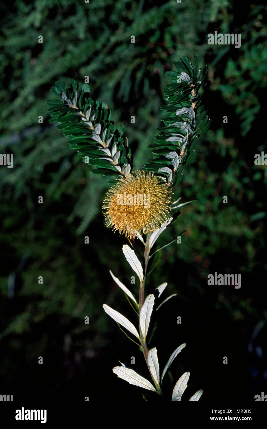 Silver Banksia marginata), Proteaceae. Banque D'Images