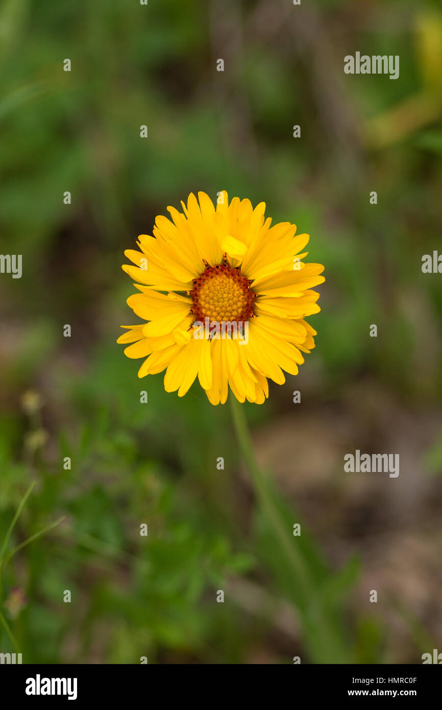 Wildflower lunatique Banque D'Images