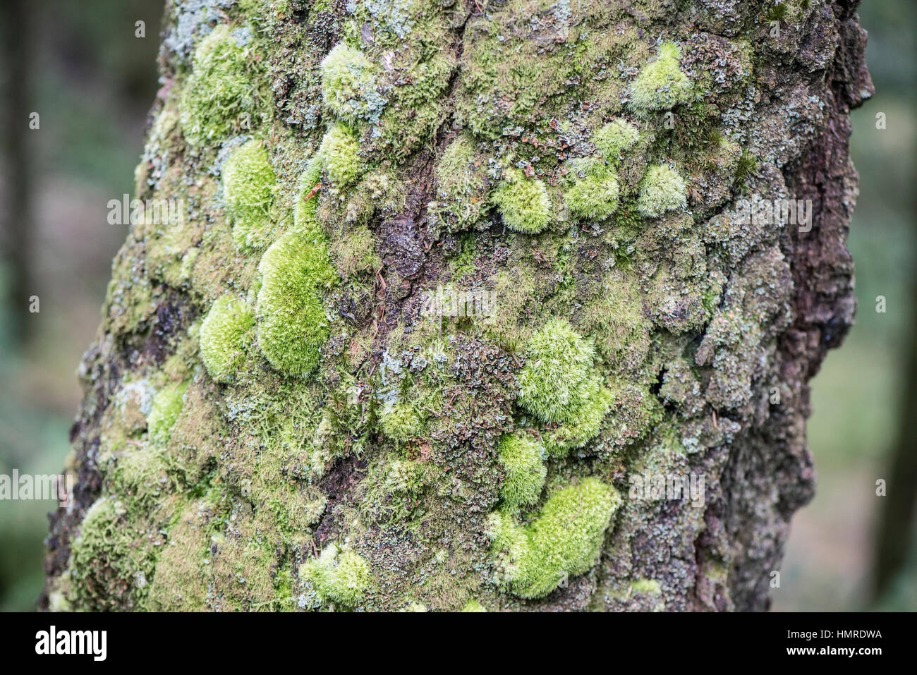 Mousses et lichens sur l'écorce du mélèze dans Maenarthur Coed, Ceredigion, pays de Galles Banque D'Images