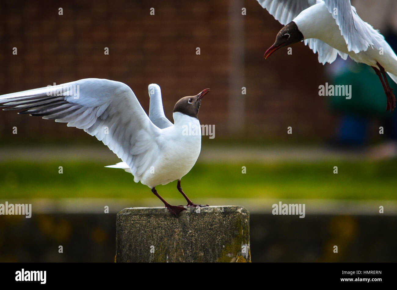 Playfull mouettes avec les ailes grandes ouvertes Banque D'Images