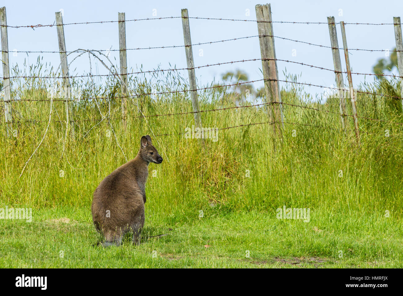 Bennett's wallaby dans les prairies près de farm clôture sur Bruny Island, Tasmanie Banque D'Images