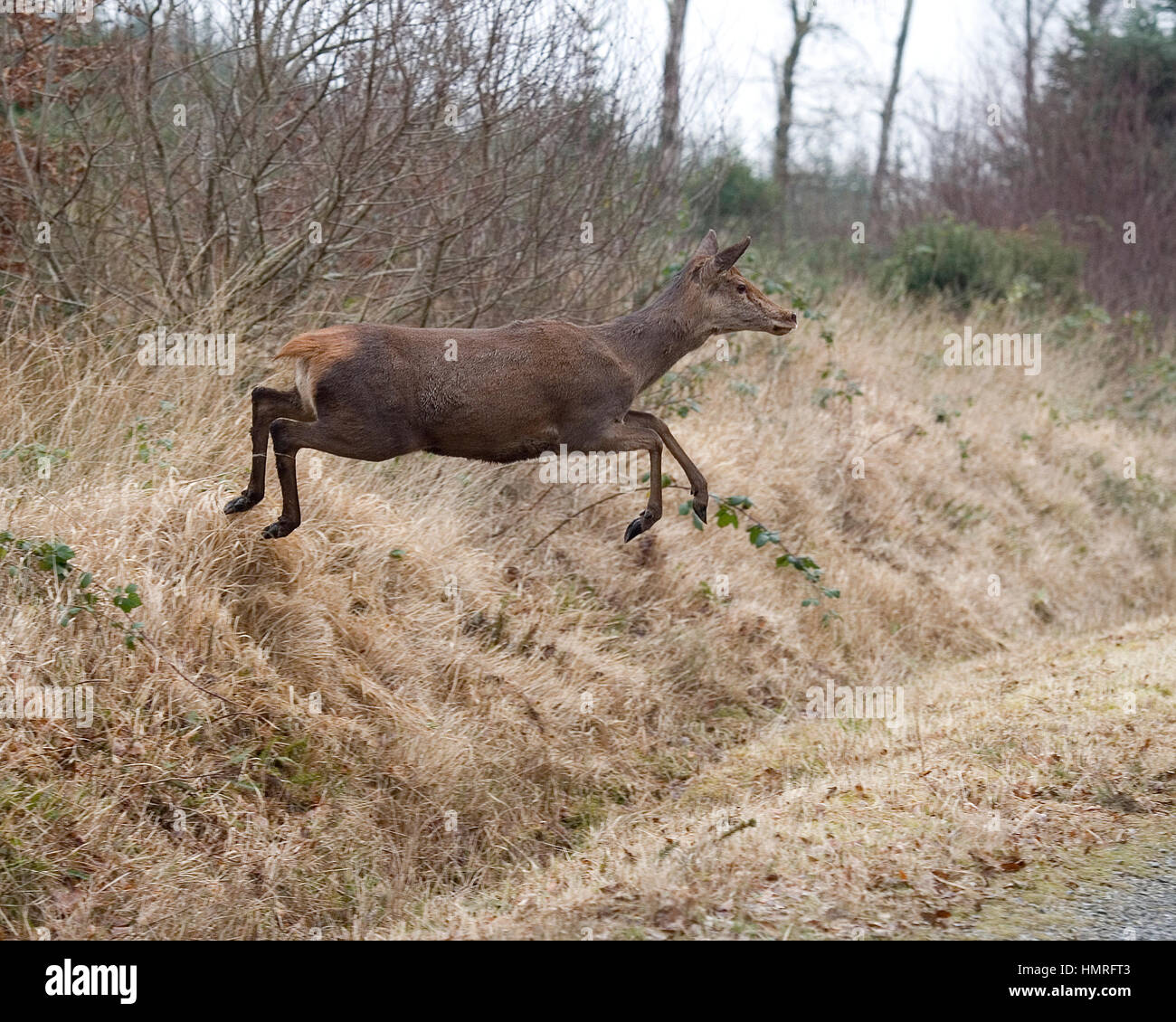 Red Deer hind sautant hors d'une banque Banque D'Images