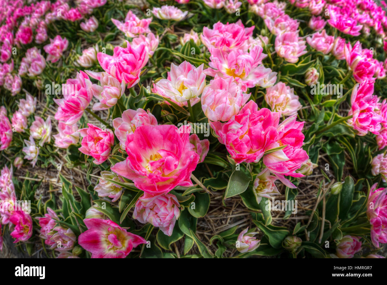 Beau bouquet de tulipes roses au printemps Flore Concept naturel domaine Banque D'Images