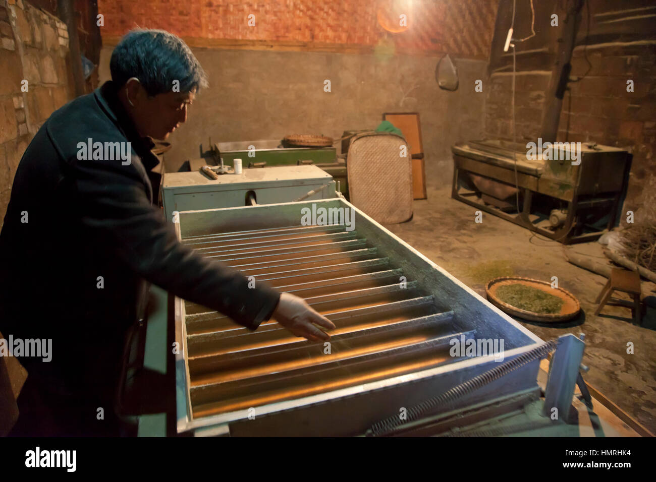 Un homme singes tendres bourgeons de thé dans les bacs de la lunette jiggling machine électrique pour préparer le thé vert pour l'emballage et la vente en Chine. Banque D'Images