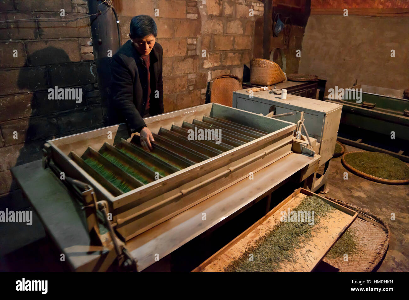 Un homme singes tendres bourgeons de thé dans les bacs de la lunette jiggling machine électrique pour préparer le thé vert pour l'emballage et la vente en Chine. Banque D'Images