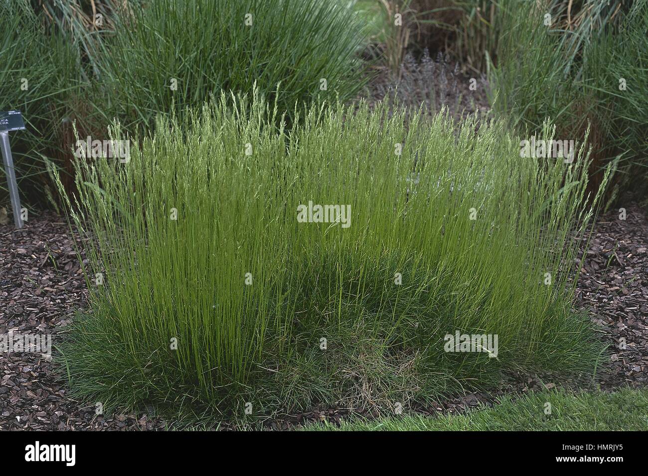 Botanique - Poaceae. Peau-d'ours fétuque (Festuca varia var. scoparia) Banque D'Images