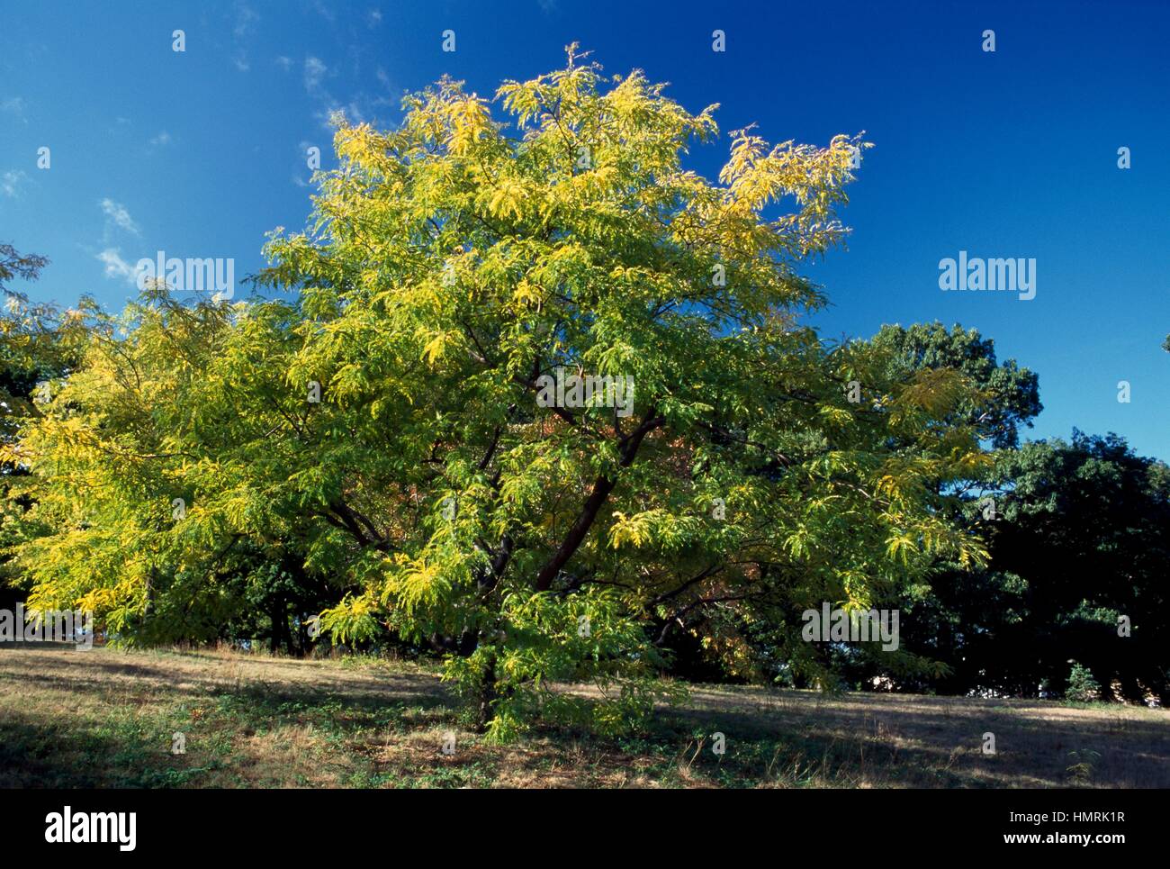 Jérusalem Thorn (Paliurus spina-christi), Ramnaceae. Banque D'Images