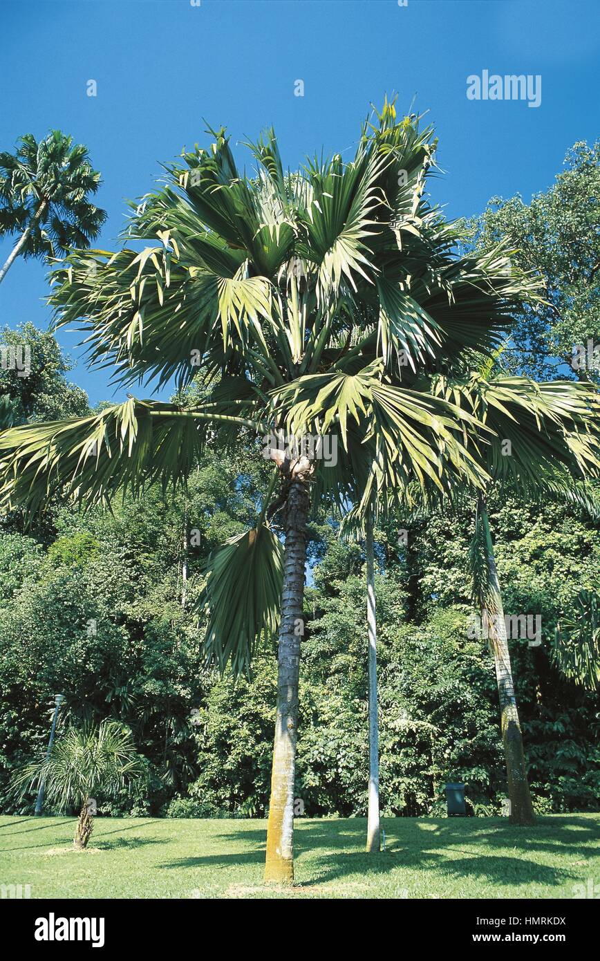 Botanique - palmier Coco de Mer (Lodoicea maldivica) Banque D'Images