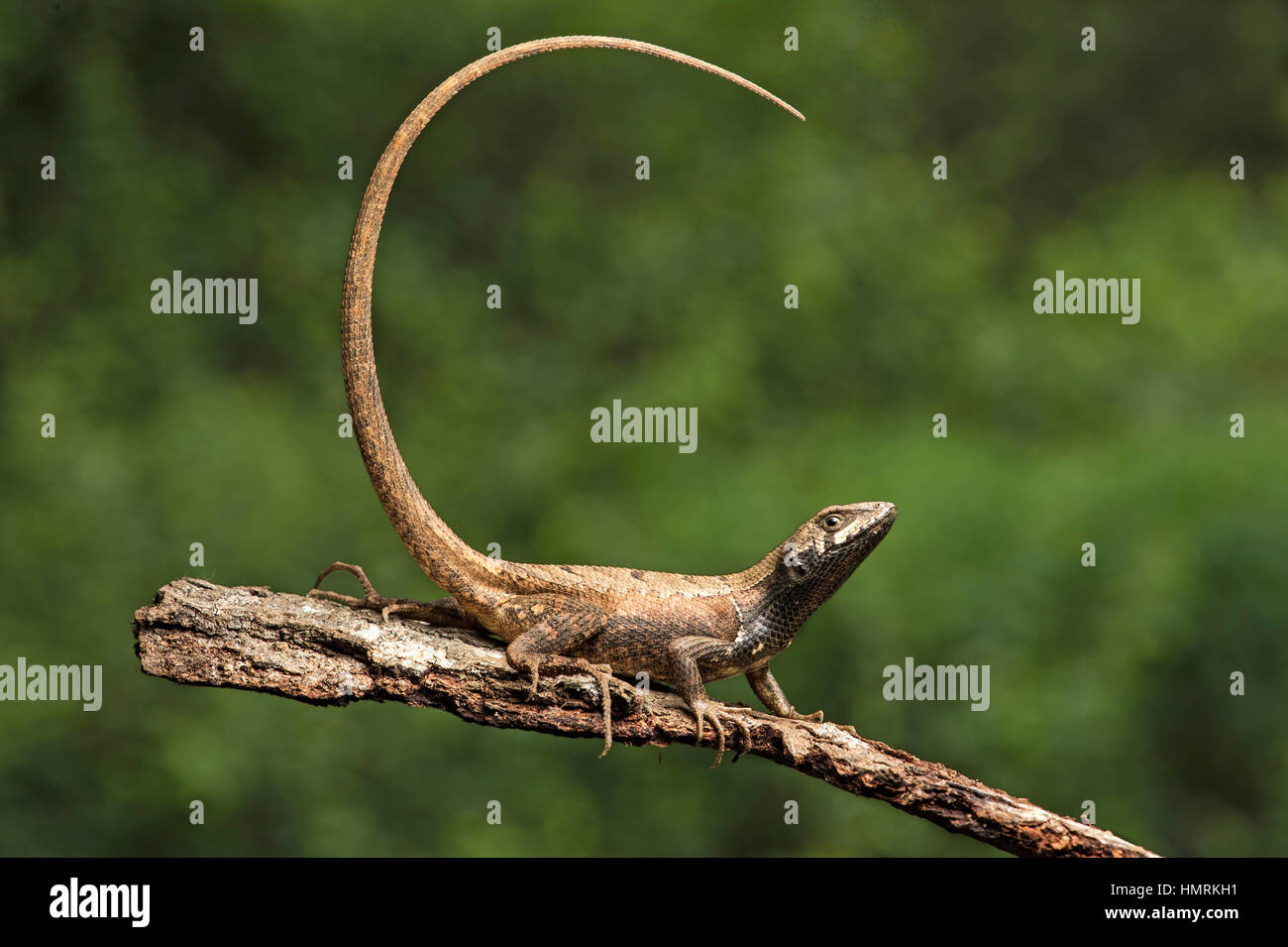 Femme Whorltail-Iguana Stenocercus fleuve Puyango (fleuve Puyango), Réserve Biologique Jorupe, Ouest contreforts des Andes, en Equateur Banque D'Images