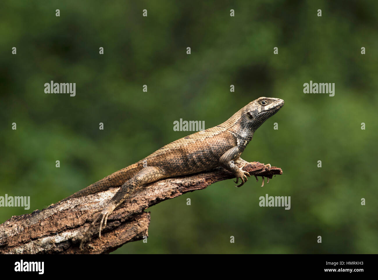 Femme Whorltail-Iguana Stenocercus fleuve Puyango (fleuve Puyango), Réserve Biologique Jorupe, Ouest contreforts des Andes, en Equateur Banque D'Images