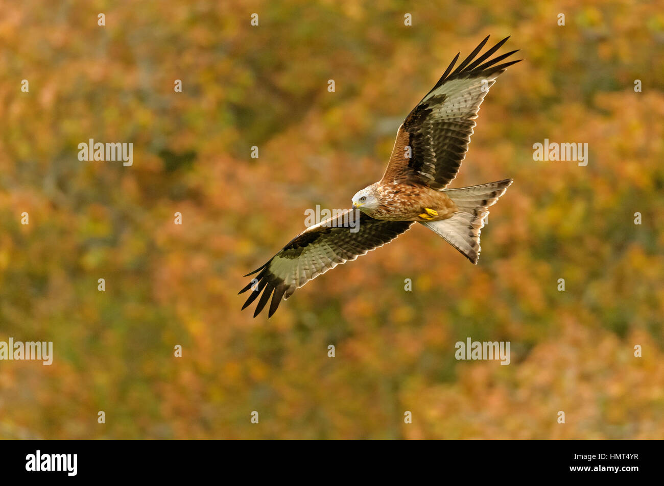 Le milan royal (Milvus milvus) adulte en vol, contre fond de feuillage de l'automne. Powys, Pays de Galles. 30 octobre. Banque D'Images