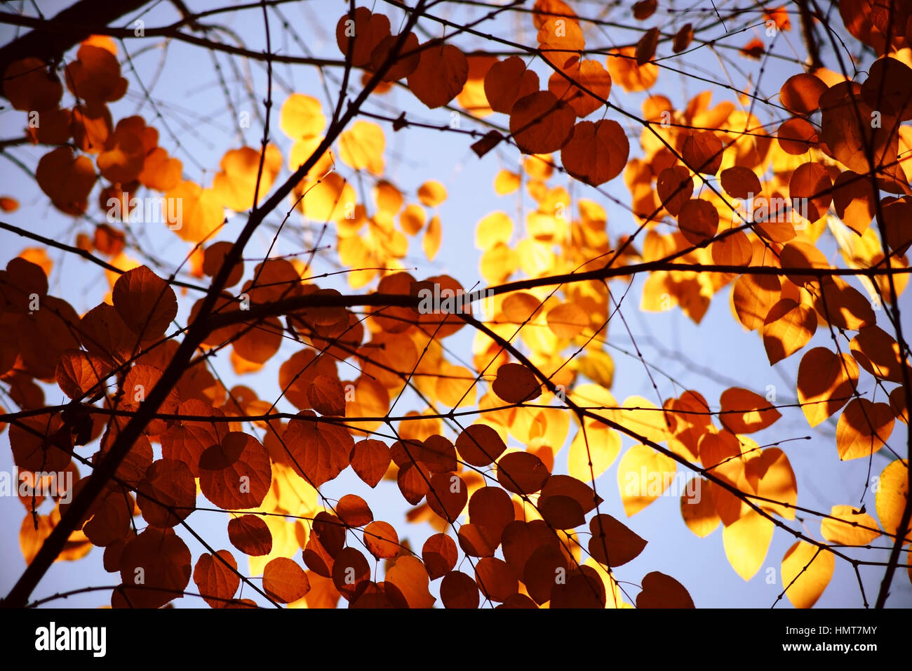 Le Shining jaunâtre feuilles rondes d'un arbre, Katsura Cercidiphyllum japonicum, en automne. Banque D'Images