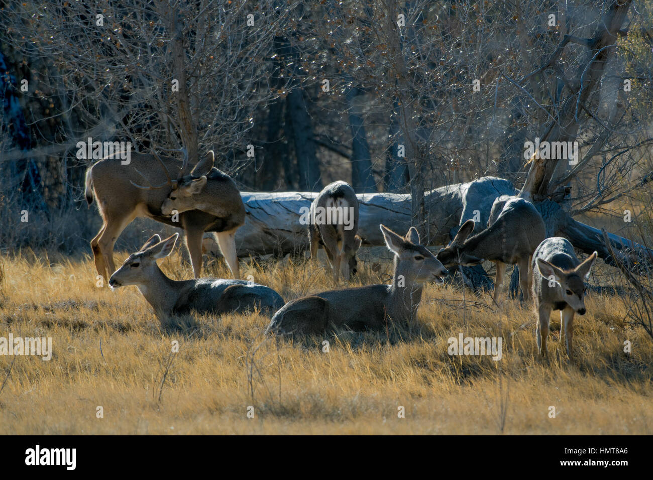 Petit troupeau de Rocky Mountain le cerf mulet. Bosque del Apache National Wildlife Refuge, Nouveau Mexique, USA. Banque D'Images
