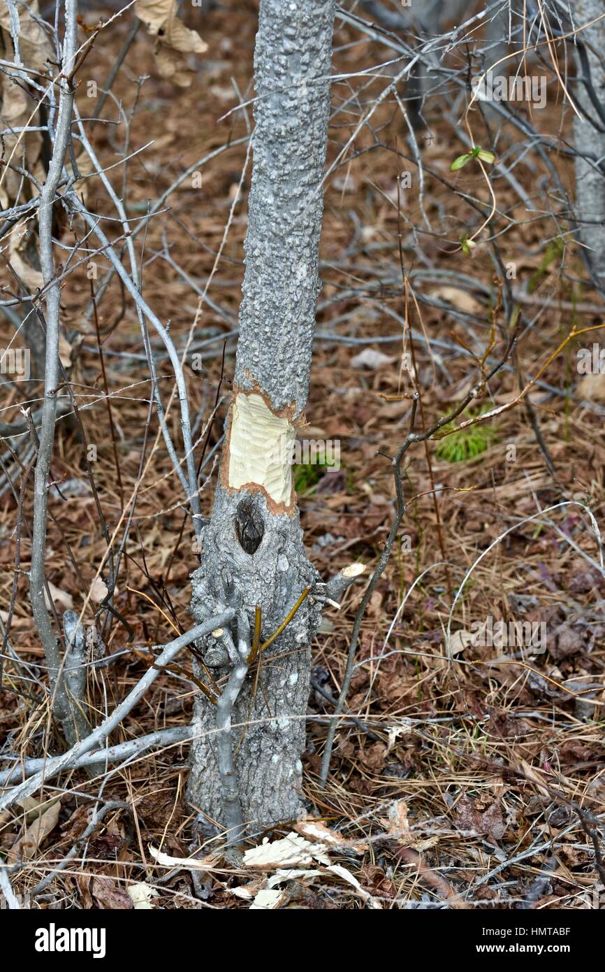 Arbre coupé par beaver Banque D'Images