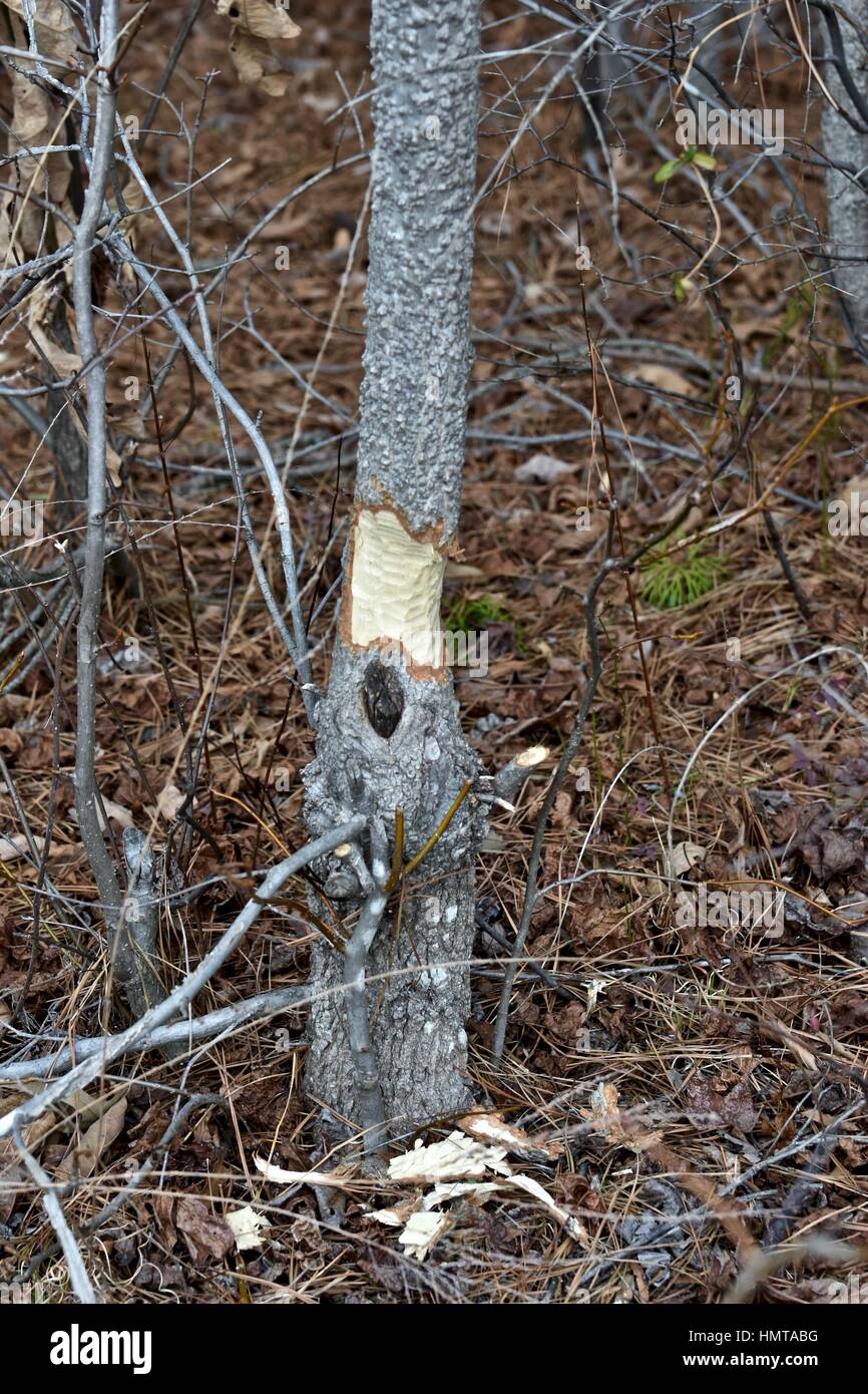 Arbre coupé par beaver Banque D'Images