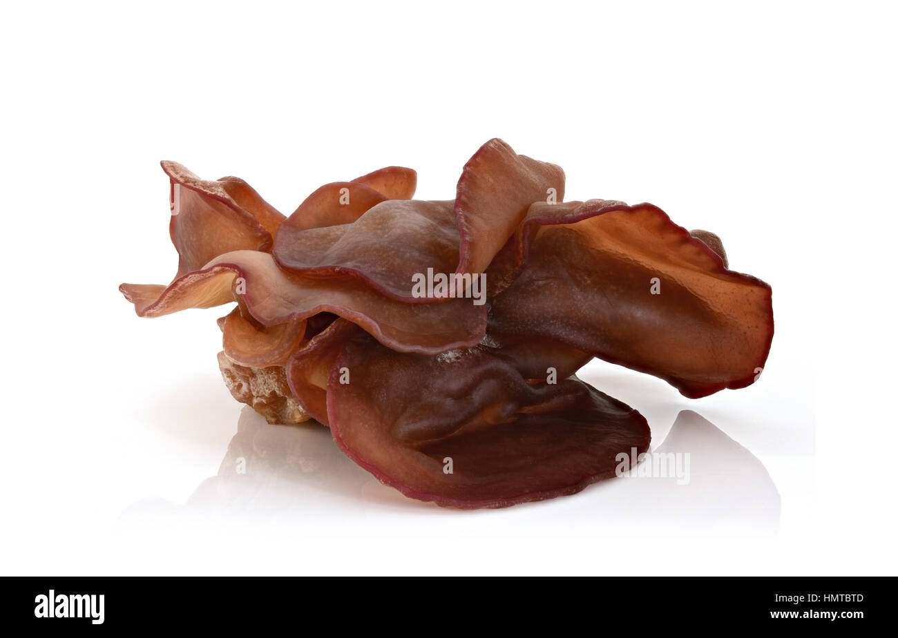 Champignons de l'oreille ou l'oreille de juif sur fond blanc Banque D'Images