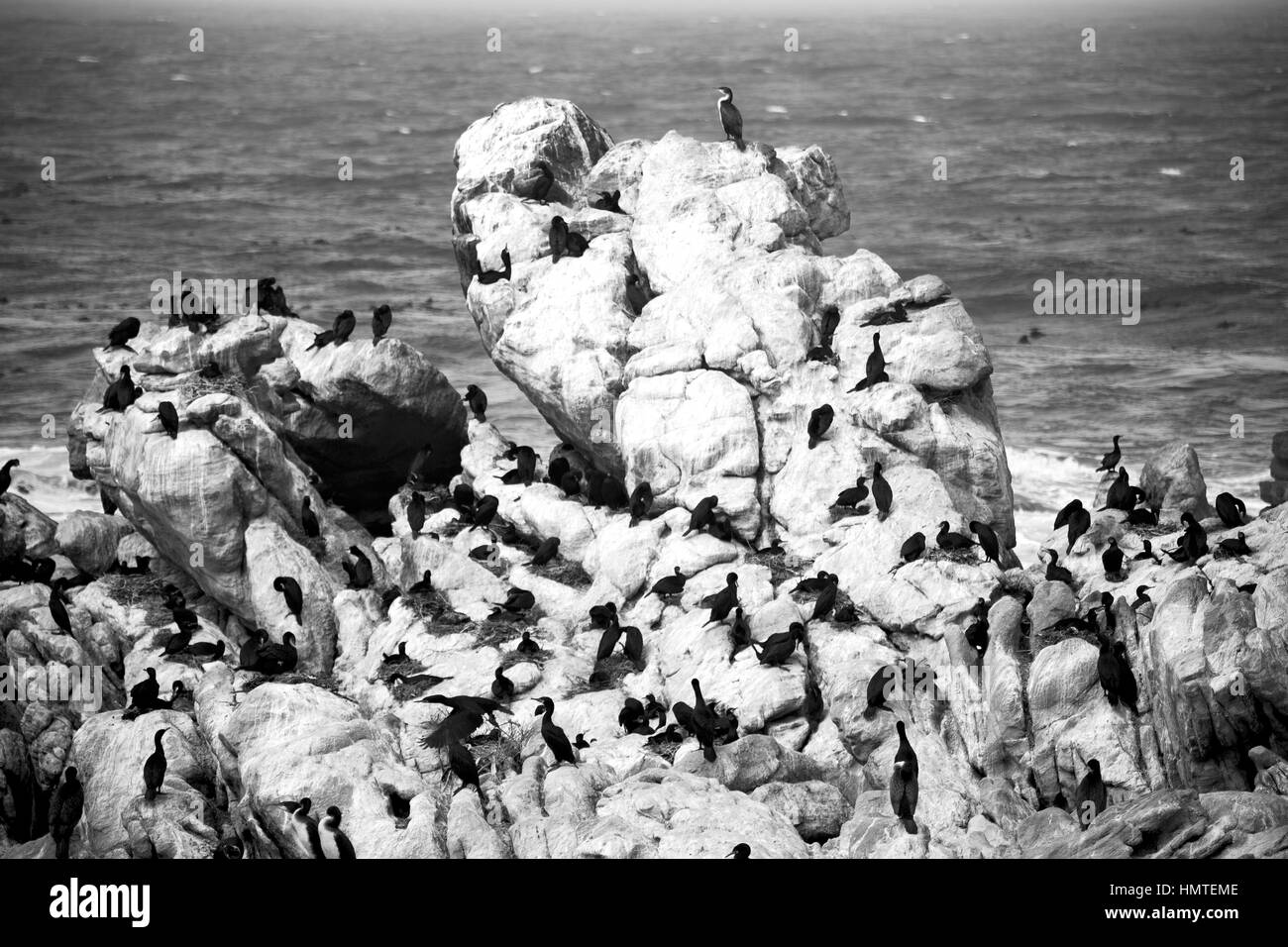 Blur en Afrique du Sud Betty's bay penguin oiseaux réserve naturelle de la faune et des roches Banque D'Images