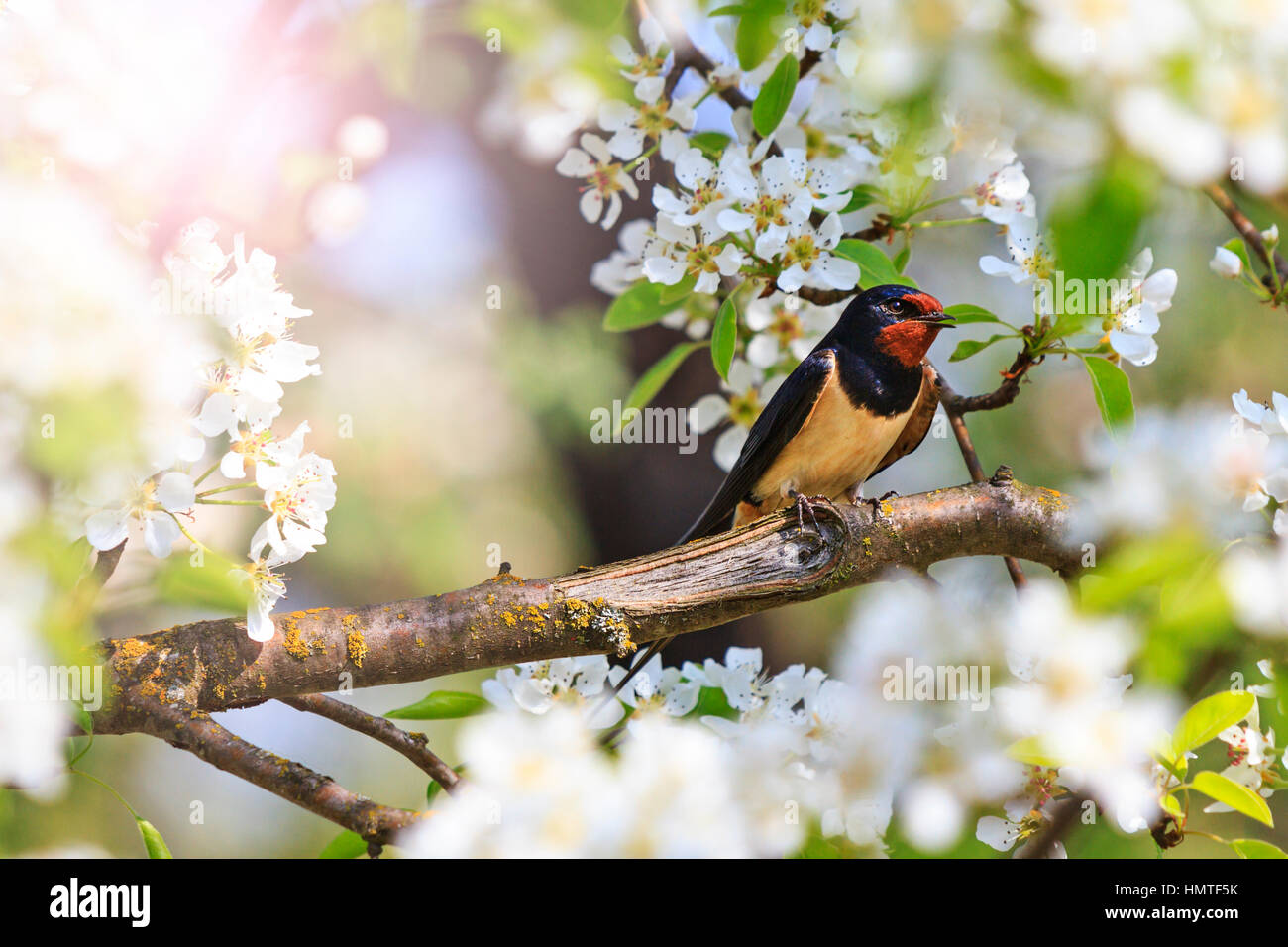 Tout Dabord Avaler Au Coucher Du Soleiloiseaux Printemps