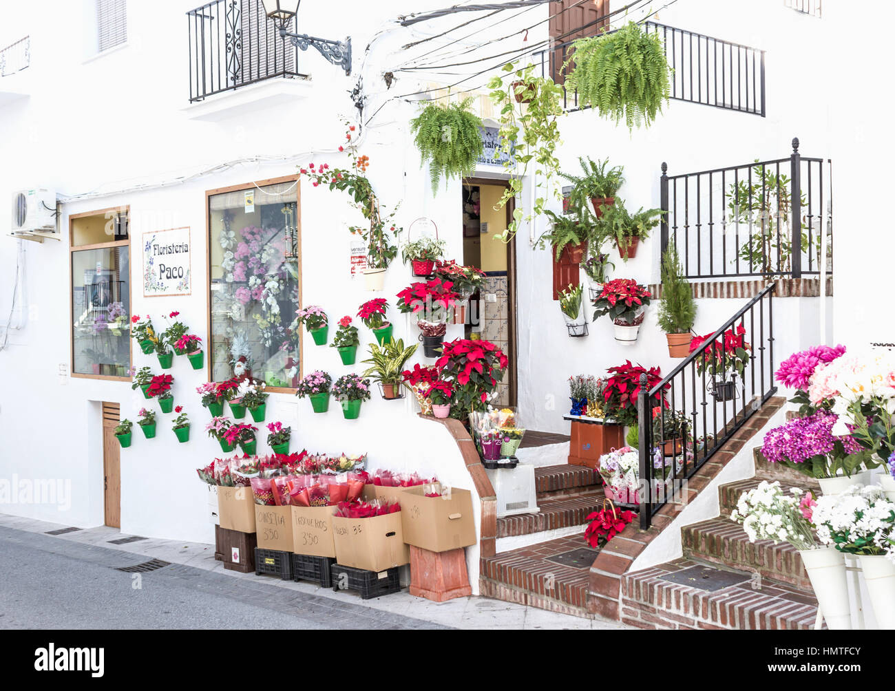 Frigiliana, la province de Malaga, Andalousie, Espagne du sud. Magasin de vente de fleurs plantes poinsettia Noël. Banque D'Images