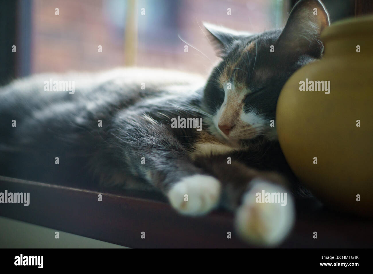 Jeune chat gris et blanc de dormir sur un rebord de avoir un dimanche snooze, être paresseux Banque D'Images
