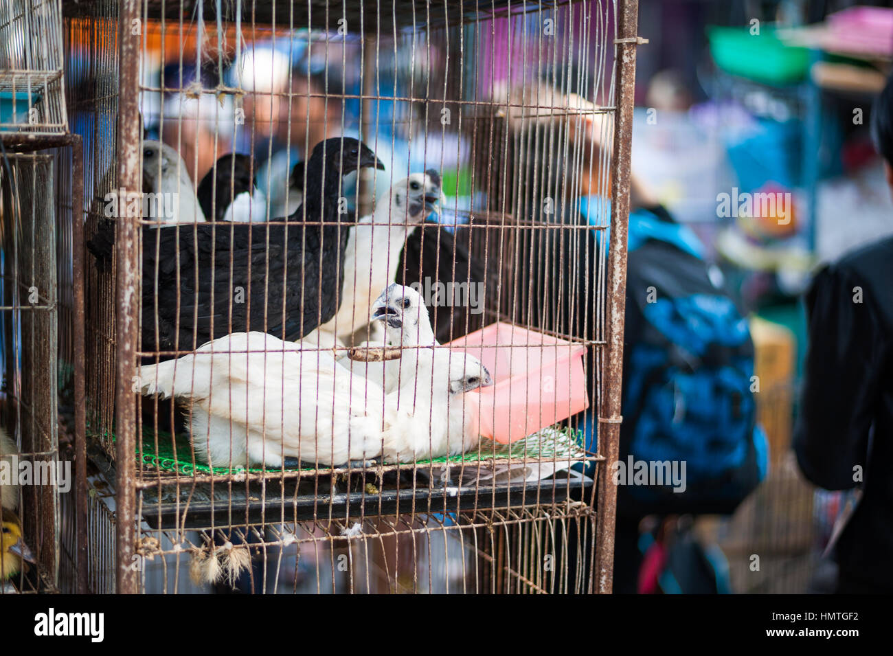 Oiseaux en cage pour la vente. Marché de Chatuchak, Bangkok Banque D'Images