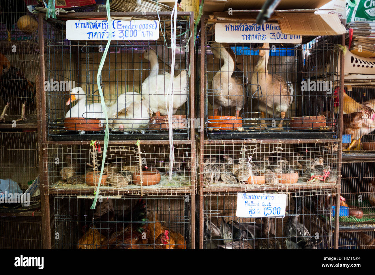 Oiseaux en cage pour la vente. Marché de Chatuchak, Bangkok Banque D'Images