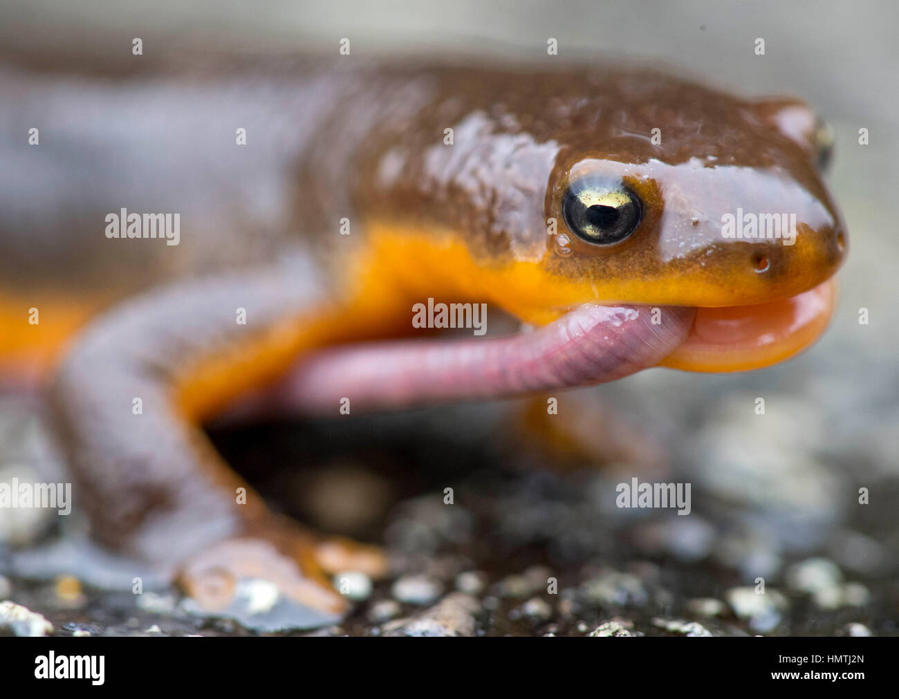 Kellogg, Oregon, USA. Feb, 2017 5. Un triton rugueux sauvage se nourrit d'un ver en direct sur une pluie chemin rural près de Kellogg dans le sud-ouest de l'Oregon. Peau rugueuse tritons sont souvent vus sur les routes de l'ouest de l'Oregon en migration vers leurs aires de reproduction au printemps. Crédit : Robin/Loznak ZUMA Wire/Alamy Live News Banque D'Images