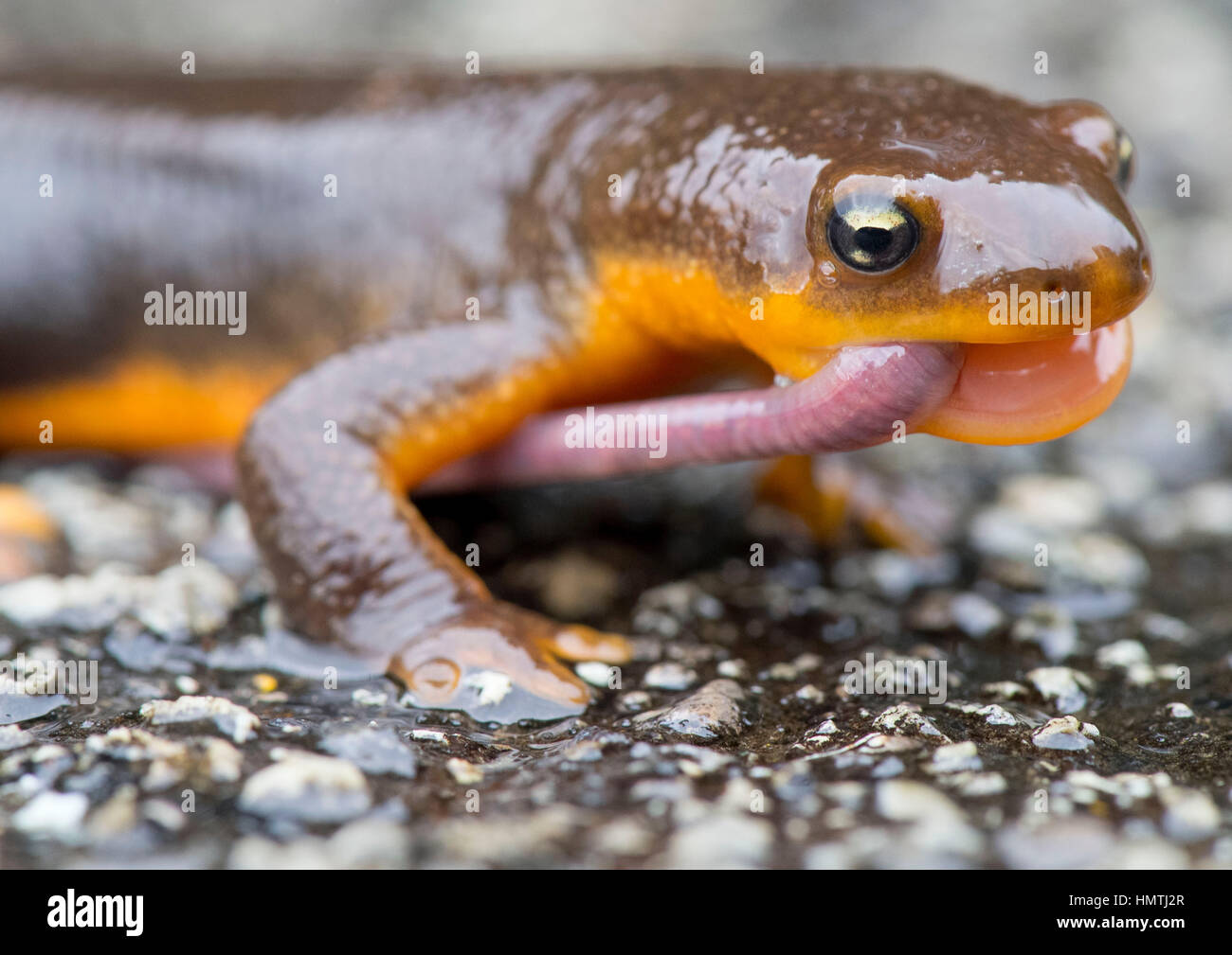 Kellogg, Oregon, USA. Feb, 2017 5. Un triton rugueux sauvage se nourrit d'un ver en direct sur une pluie chemin rural près de Kellogg dans le sud-ouest de l'Oregon. Peau rugueuse tritons sont souvent vus sur les routes de l'ouest de l'Oregon en migration vers leurs aires de reproduction au printemps. Crédit : Robin/Loznak ZUMA Wire/Alamy Live News Banque D'Images