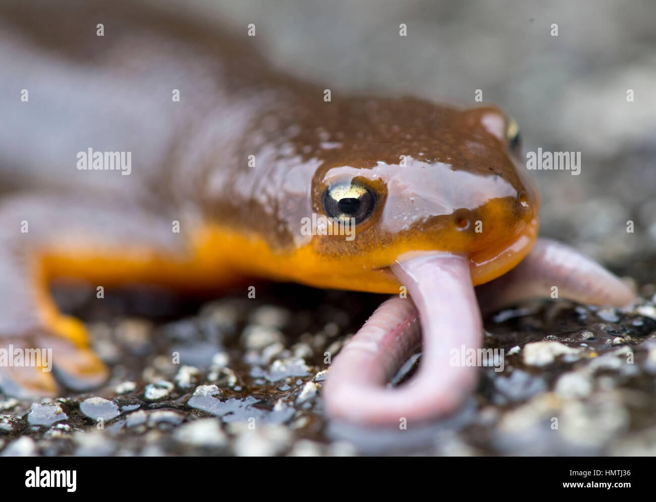 Kellogg, Oregon, USA. Feb, 2017 5. Un triton rugueux sauvage se nourrit d'un ver en direct sur une pluie chemin rural près de Kellogg dans le sud-ouest de l'Oregon. Peau rugueuse tritons sont souvent vus sur les routes de l'ouest de l'Oregon en migration vers leurs aires de reproduction au printemps. Crédit : Robin/Loznak ZUMA Wire/Alamy Live News Banque D'Images