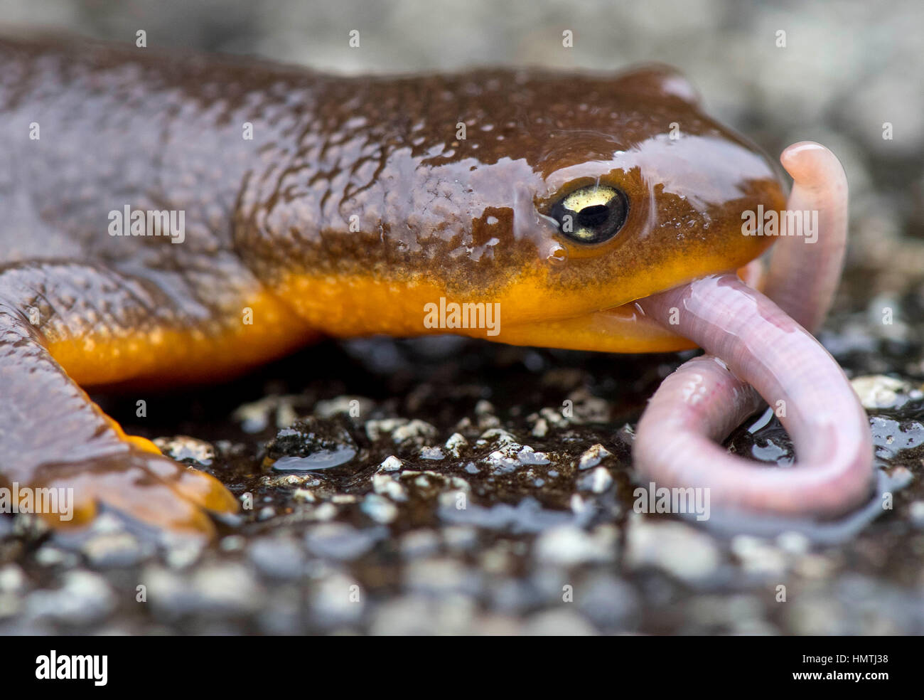 Kellogg, Oregon, USA. Feb, 2017 5. Un triton rugueux sauvage se nourrit d'un ver en direct sur une pluie chemin rural près de Kellogg dans le sud-ouest de l'Oregon. Peau rugueuse tritons sont souvent vus sur les routes de l'ouest de l'Oregon en migration vers leurs aires de reproduction au printemps. Crédit : Robin/Loznak ZUMA Wire/Alamy Live News Banque D'Images