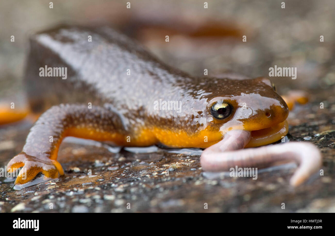 Kellogg, Oregon, USA. Feb, 2017 5. Un triton rugueux sauvage se nourrit d'un ver en direct sur une pluie chemin rural près de Kellogg dans le sud-ouest de l'Oregon. Peau rugueuse tritons sont souvent vus sur les routes de l'ouest de l'Oregon en migration vers leurs aires de reproduction au printemps. Crédit : Robin/Loznak ZUMA Wire/Alamy Live News Banque D'Images