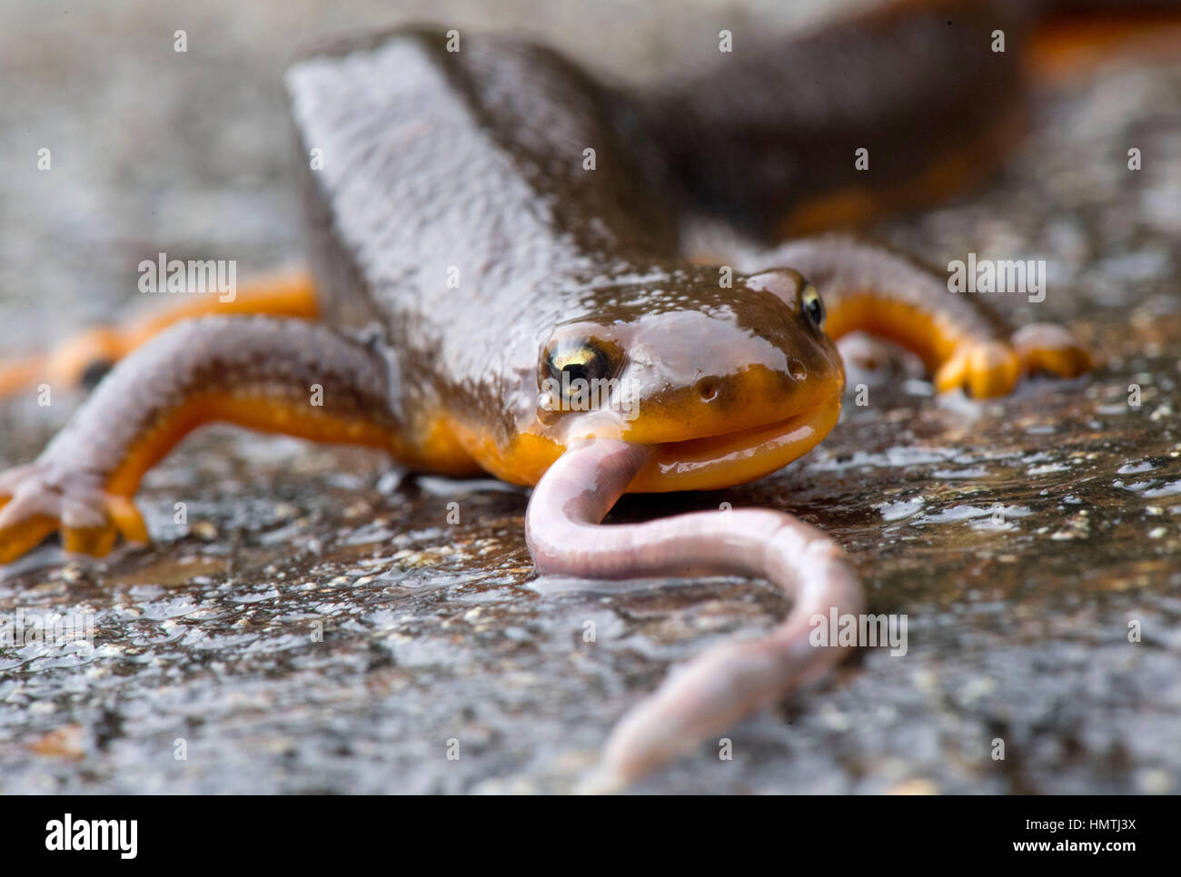 Kellogg, Oregon, USA. Feb, 2017 5. Un triton rugueux sauvage se nourrit d'un ver en direct sur une pluie chemin rural près de Kellogg dans le sud-ouest de l'Oregon. Peau rugueuse tritons sont souvent vus sur les routes de l'ouest de l'Oregon en migration vers leurs aires de reproduction au printemps. Crédit : Robin/Loznak ZUMA Wire/Alamy Live News Banque D'Images