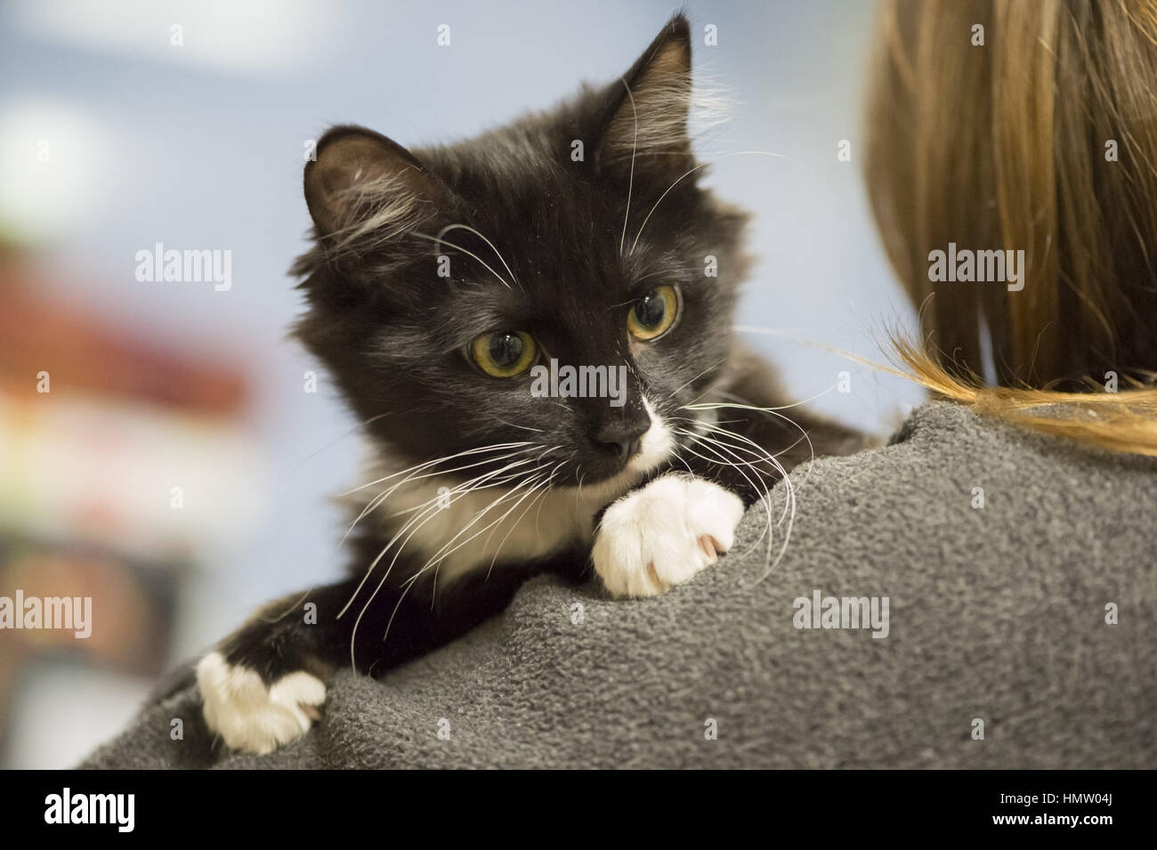 Wantagh Usa Feb 2017 5 La Salsa Une Cinq Mois Intérieur