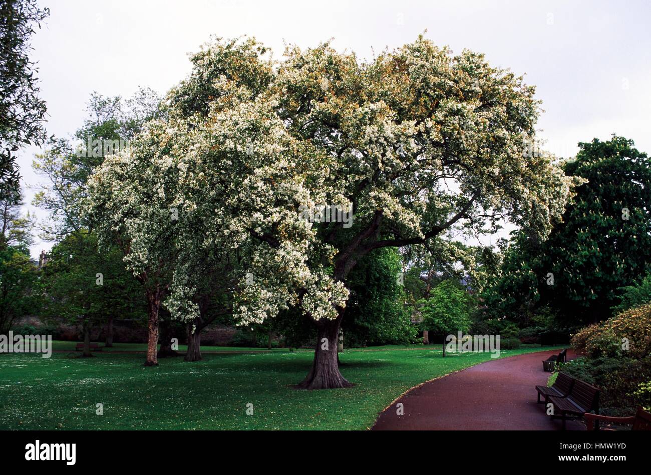 Pommier de Sibérie spécimen de fleurs (Malus baccata), Rosaceae. Banque D'Images