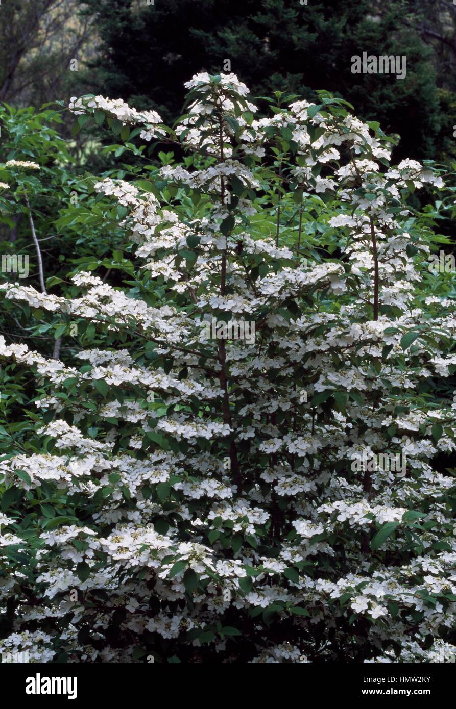 Doublefile Viburnum plicatum tomentosum (Viburnum Mariesii, Adoxaceae). Banque D'Images