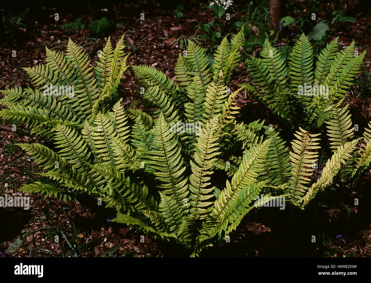 Cliff Fern (Woodsia sp), Woodsiaceae. Banque D'Images