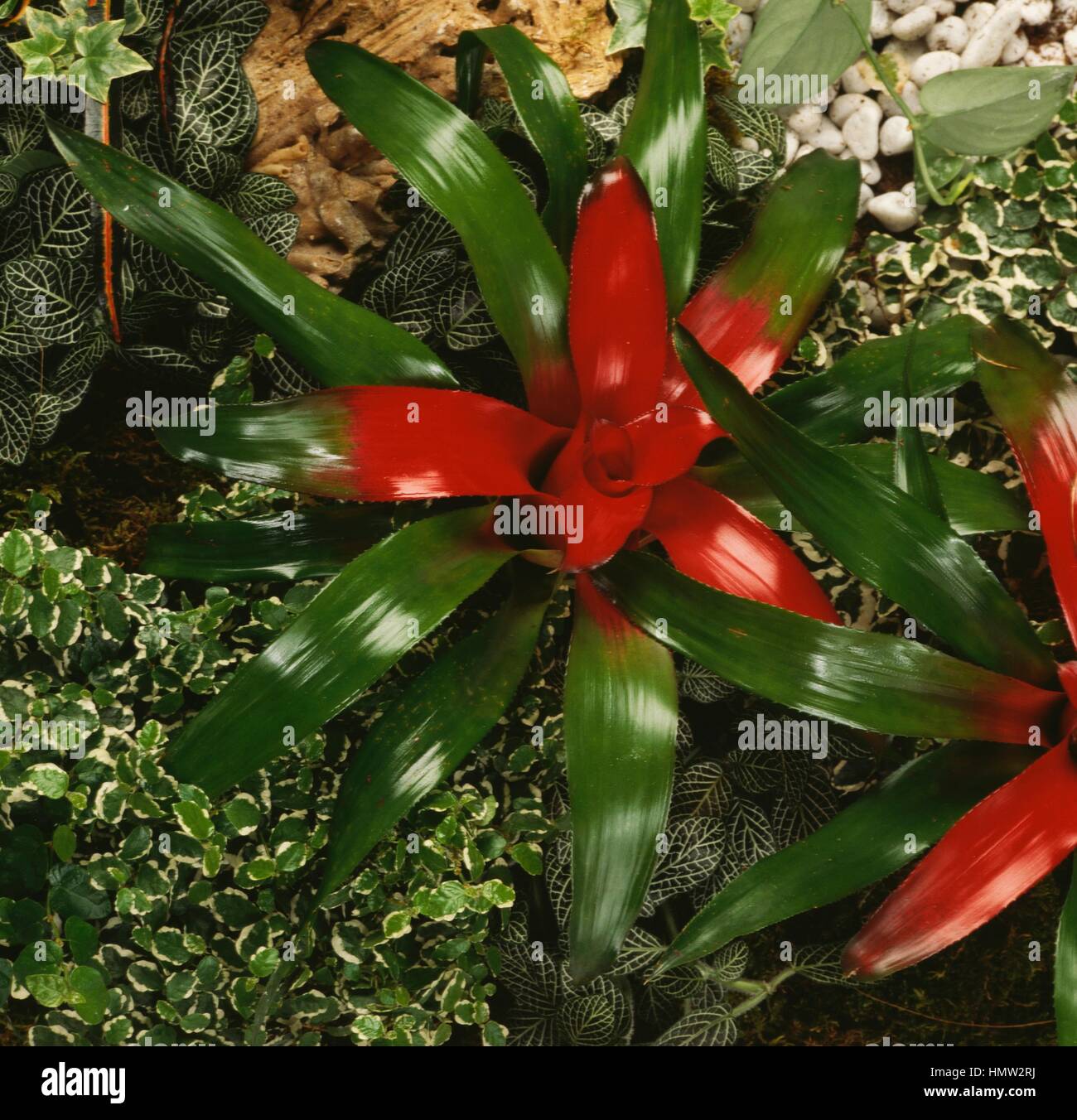Nidularium innocentii Fittonia, Bromeliaceae. Banque D'Images