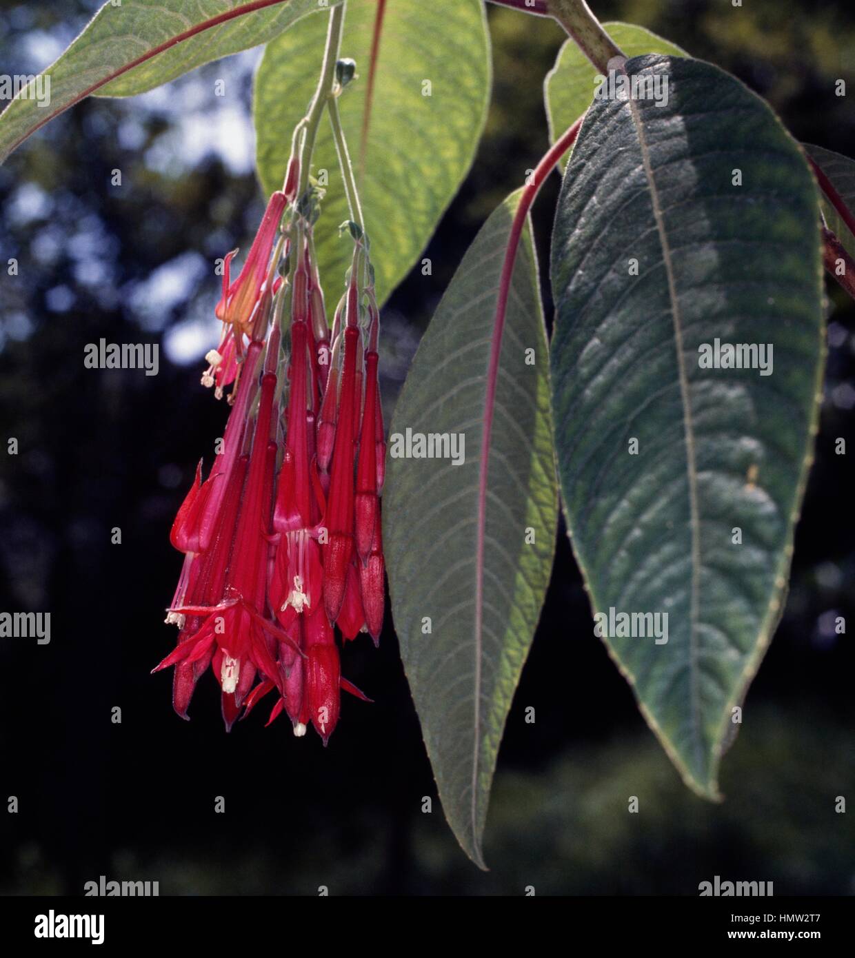 Fuchsia (Fuchsia boliviana), Onagraceae. Banque D'Images