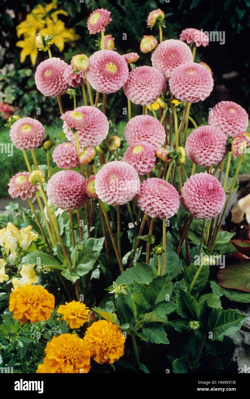 Pompon dahlia (Dahlia x hybrida), de la famille des Astéracées. Banque D'Images