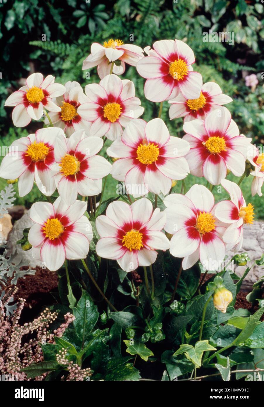 Collerette dahlia (Dahlia x hybrida), de la famille des Astéracées. Banque D'Images