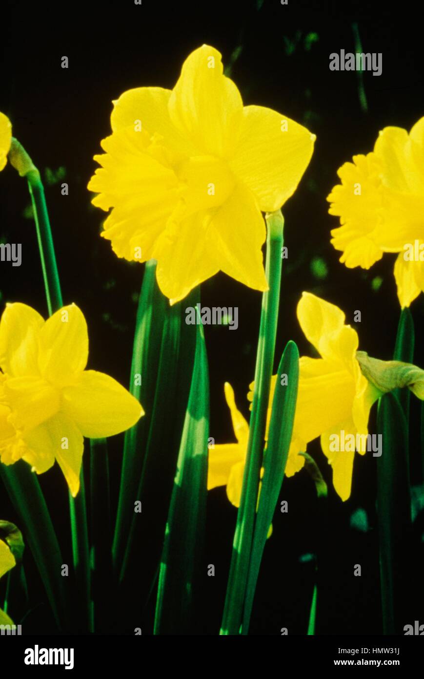 Narcisse ou jonquille (Narcissus Dutch Master), Amaryllidaceae. Banque D'Images